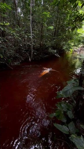 bathing in a stream in the Amazon rainforest