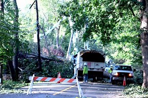 UI Pulls Back on Tree Removal Program