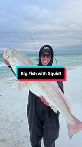 Fresh whole squid for bait! #fishingvideos #fishing | Fishing