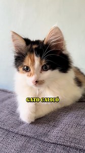 2.2M views · 43K reactions | Tres Características Únicas del Gato Calicó #gatos #cats | GatosLandia | Facebook