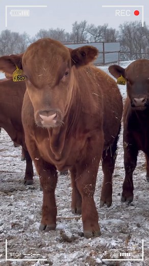 🔴 Ganado Angus #angus #anguscattle #angusrojo #angus #angusbeef #cattle #cattlefarm #cattleranch | Infoagrìcola