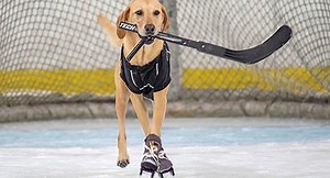 Dog Saved From Shelter Is Now World's First Ice-Skating Dog