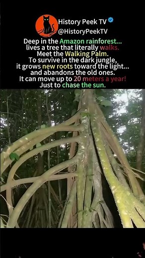 The Walking Tree of the Amazon is REAL 🤯 #shorts