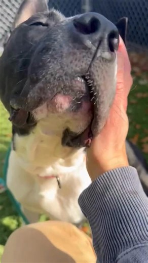 BARCS Animal Shelter on Reels