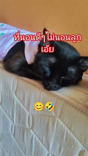 Please be kind to Milo/Lucky. #funny #humor #stressrelief