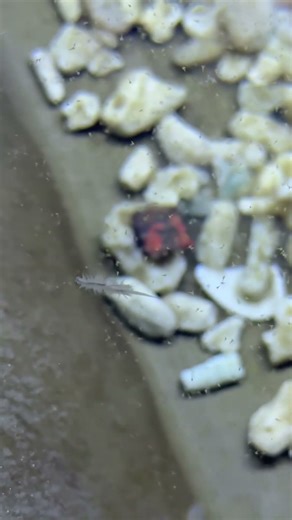 Successful grow-out and propagation of artemia salina, also known as brine shrimp. 🤯