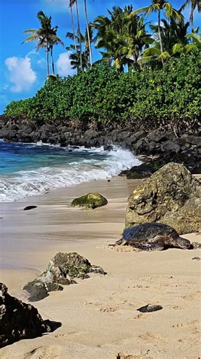 “Peaceful Moments with 🐢😍Gentle Turtles | Echoes of Nature”