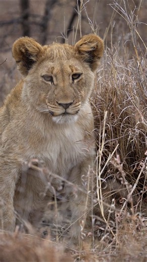 Watch the real life Simba scout his surroundings as his mother is out hunting 🦁❤️ #lioncub #lionsafari #safariexperience #fbwildlife #simba | All Out Safaris