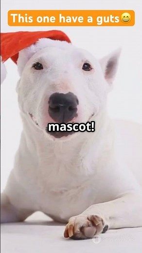 Bullseye: target iconic pup👌#viralshort #facts #animallife #viralvideo #animals #funny #viralvideos