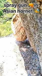 125K views · 271 reactions | Nature's Plot Twist: Hedgehog Turns the Tables on a Deadly Python! 璉 #forest #WAPS #hidden #asianhornet #Home #hornet | Alex dk 09 | Facebook