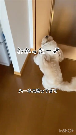 賢いおぎーを見てほしい#shorts #コッカプー #cockapoo #cockapoopuppy #puppy #犬のいる生活 #dogshorts #cleverdog #japan