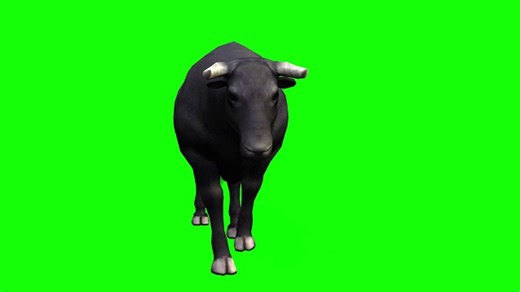 Cow, Bull, Green Screen. Free Stock Video