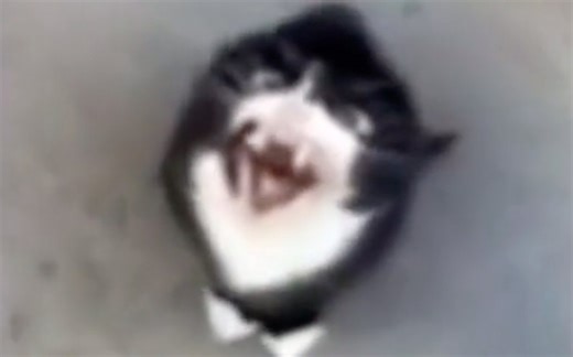 胆小勿点…………
