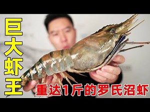 The Big Mac Shrimp King is here! The Macrobrachium rosenbergii which weighs 1kg and is thicker tha