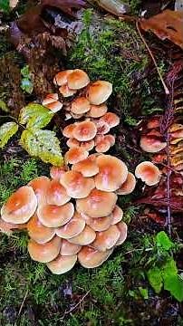 🌲Hike Along Lewis River Trail #LewisRiverTrail #WashingtonHiking