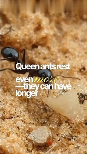 Do Ants Ever Sleep? #ants #antfacts
