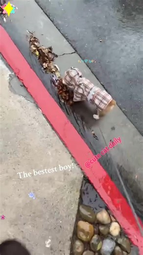 The Invaluable Help of Dogs