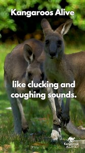 Kangaroo facts. Let's learn about our national icon and also learn how to coexist with them. #KangaroosAlive #kangaroos #kangaroosanctuary #worldkangarooday #worldkangaroodayoct24 #kangaroo #coexist #coexistence #kangaroofacts #kangaroosarenotshoes #kangaroojoey #coexistence | Kangaroo