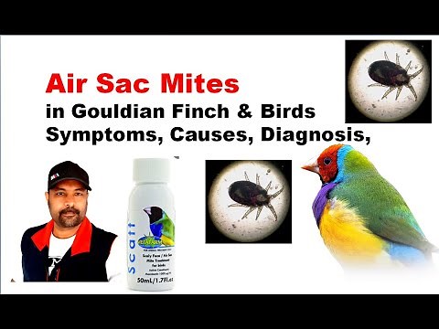 Air Sac Mites in Birds Symptoms Causes Diagnosis Exotic Gouldian Finch bird issues and Treatment