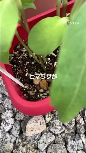 めっちゃヒマワリが育ってる #初心者 #園芸 #ヒマワリ#急成長#植物#成長過程