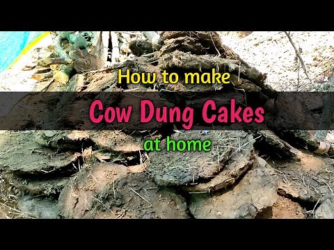 cow dung cake video | how to make cow dung cakes | cow dung cake making