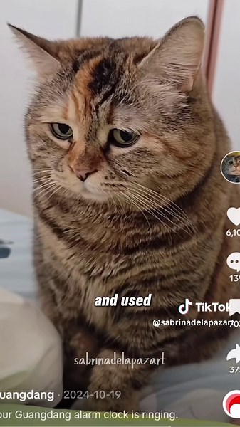 Exploring the Transformation of a Sad Cat Meme