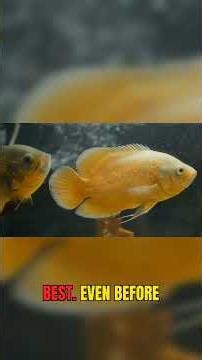Small Fish Don't Survive With Oscars #fishtank #aquariumfacts