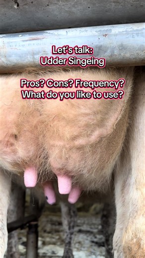 Understanding Udder Singeing in Dairy Farming