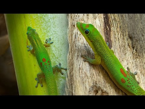 Gold Dust Day Geckos - Facts & Info