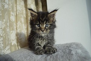 Comment reconnaître un chaton Maine coon ?