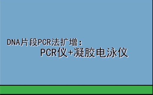 DNA片段PCR法扩增：PCR仪+凝胶电泳仪