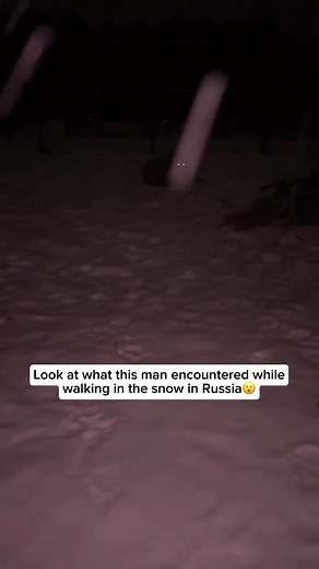 Siberian Tiger: The Endangered Giant of the Snow