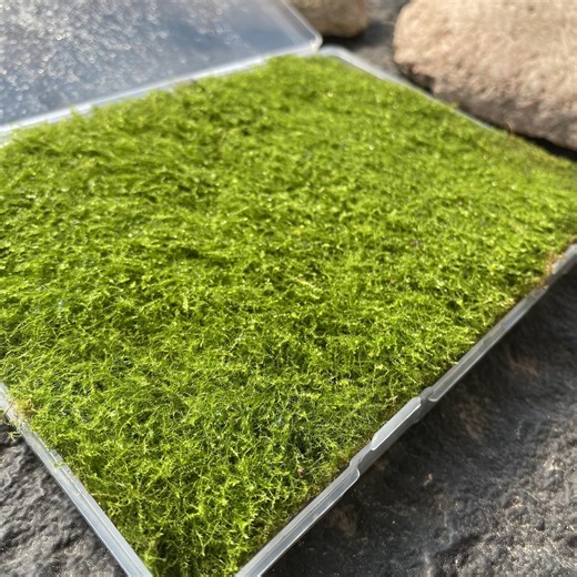 Feather Moss, 5''×7'' Box, Live Hypnum Fresh Green Healthy for Terrariums Houseplants Fairy Garden - Etsy