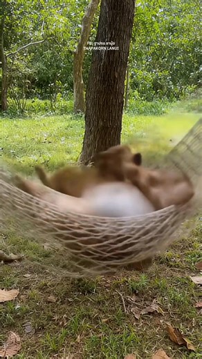 3.1K views · 266 reactions | ลิงนอนหลับแต่ไม่ได้พักผ่อน #ลิงน่ารัก | ฐาปกร ลานุ้ย | Facebook