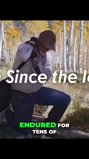 Pando The Ancient Forest That Survived The Ice Age