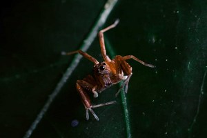 Discover the Only Spider That Lives Underwater and Can Swim