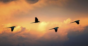 Why we can’t afford to dismiss carbon offsetting