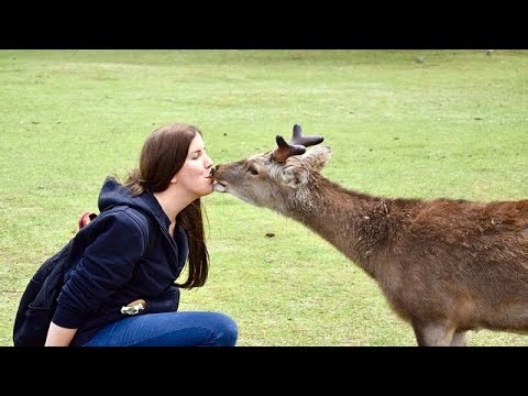 Exploring Nara Deer park Japan