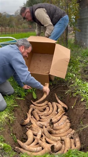 James Suckling - Wine Ratings on Instagram: "Repost: @spottswoodewinery - Before the big rain hits this weekend, Aron worked on our Biodynamic Preparation 500 by burying horns packed with compost manure. These will be unearthed in the spring, mixed with water, and sprayed across the vinevards to enhance the soil microbiome during peak growth phase of our vines. Just one of the many steps we take to keep our soils diverse and teeming with life."
