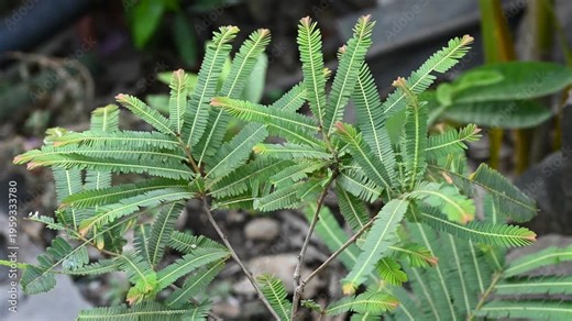 Fresh green Amla (Indian gooseberry) leaves, scientifically known as Phyllanthus emblica. Herbal medicinal plant leaf widely used in Ayurveda, natural remedies, and traditional medicine.