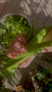How Long and Big Runner beans ❗️👍