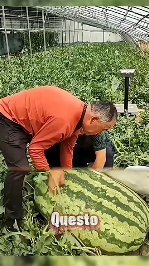 Agricoltore Rivela Tecnica per Angurie Giganti