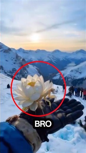 If You Ever See a Flower Flying By Itself, Do Not Touch It.