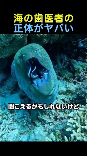 魚の特別な趣味🐠