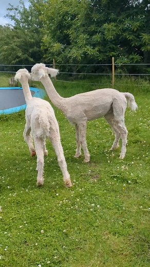 4.3K views · 214 reactions | They're so happy together – the sweetest alpaca siblings you'll ever see! 蓮 #alpaca #alpacalove Credit:@alpakayogaodsherred #alpacafarm #alpacalife #cutebaby | Linda Mueller | Facebook