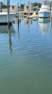 The best tasting fish in Florida right off my dock! | Pompano Brock