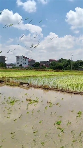 Fast And Efficient Rice Planting Techniques, Rewarding Farm Life And Agricultural Tips
