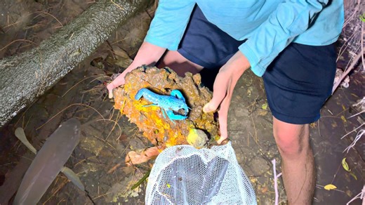 1 in MILLION BLUE LOBSTER FOUND AT NIGHT!