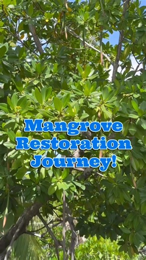 28 reactions | It’s World Mangrove Day! 華We are celebrating with CoastLove by working to restore and protect the coasts of the Florida Keys! Take a journey with us from propagule at the Key West Aquarium to out-planted trees! #worldmangroveday #conservation #local #mangrove #CoastLove #keywest #florida | Key West Aquarium | Facebook