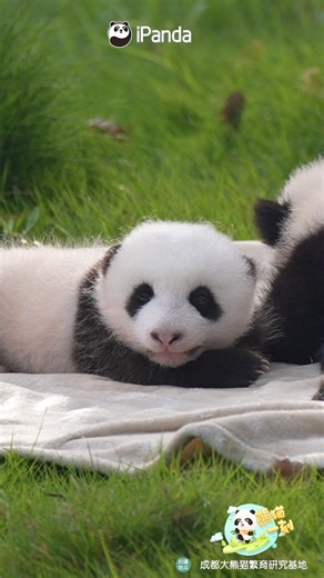 55K views · 3.5K reactions | Look at this cutie! This panda cub's peach-shaped head is too cute to handle! #pandababy #cutenessoverload #HiPanda #ChengduPandaBase #PandaFun #PandaMoment #HowGiantPandasGrowUp For more panda information, please check out: https://en.ipanda.com | iPanda | Facebook